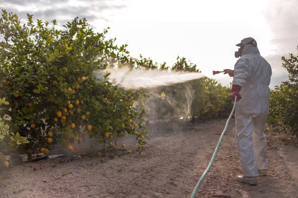 Best Wasp Removal Services  in Fairmount, TN
