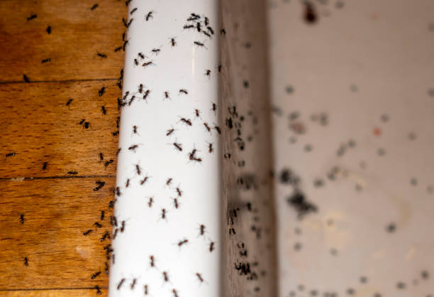 Fairmount, TN Pest Control Company
