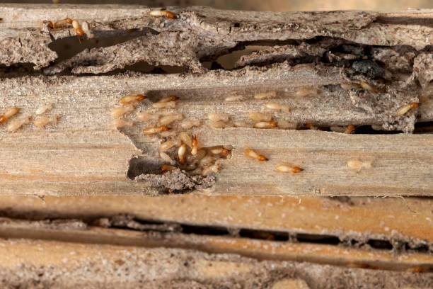 Best Bed Bug Extermination  in Fairmount, TN